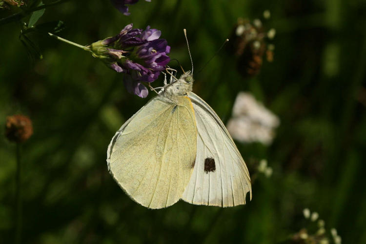 Pieris brassicae: Bild 14