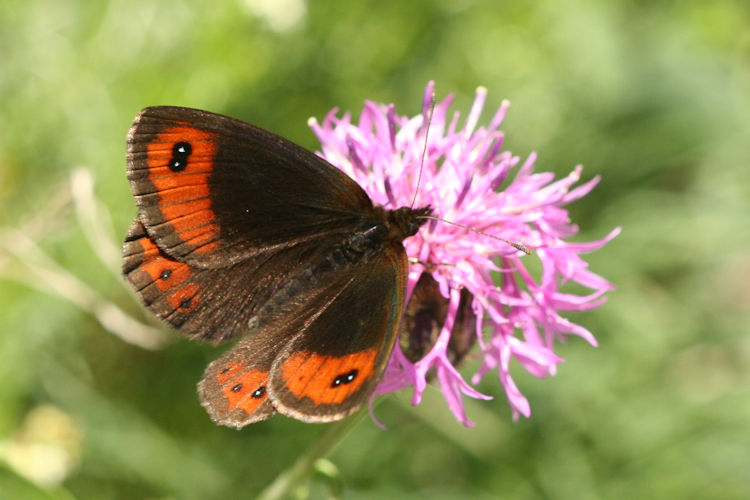 Erebia montanus: Bild 2