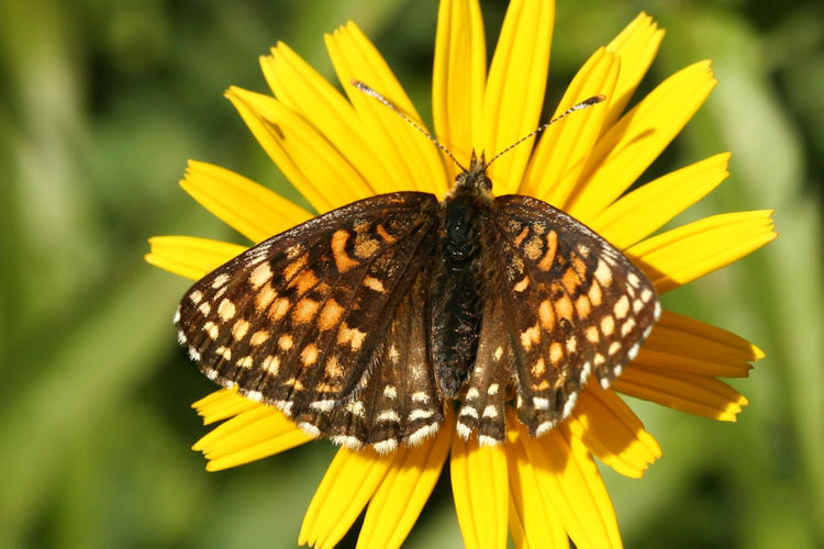 Melitaea diamina: Bild 13