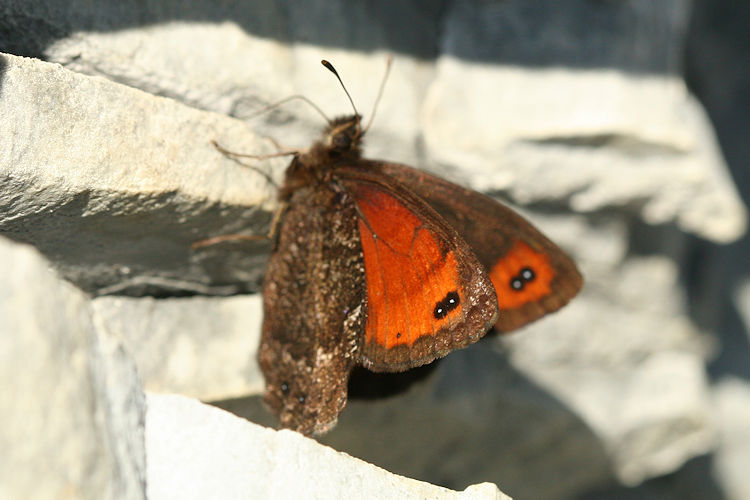 Erebia montanus: Bild 12