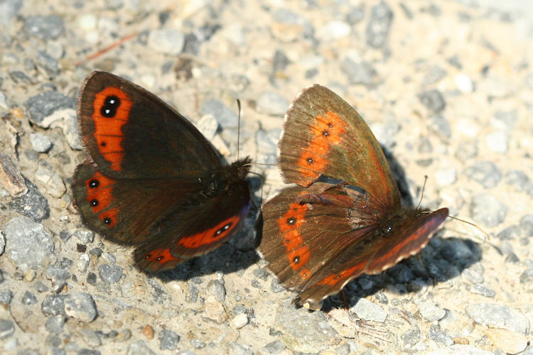 Erebia montanus: Bild 4