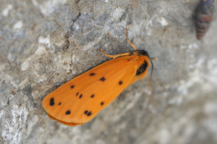 Setina aurita: Bild 5