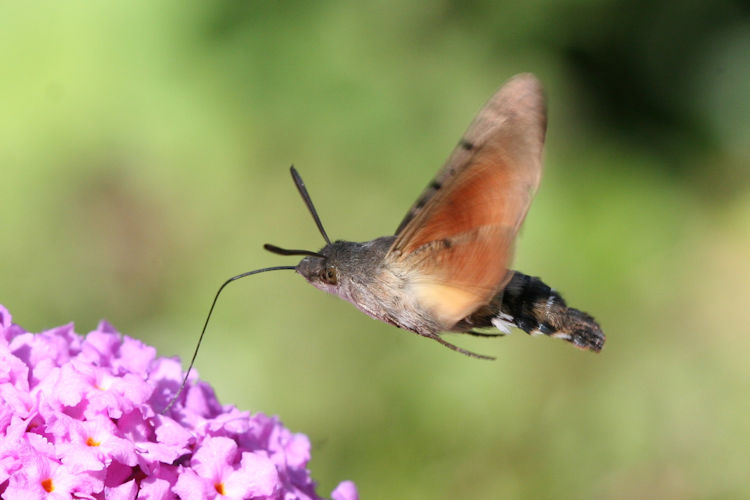 Macroglossum stellatarum: Bild 7