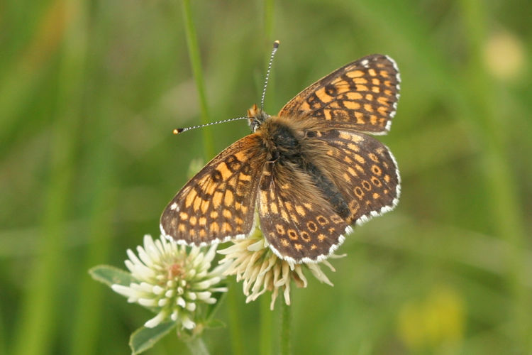 Melitaea cinxia: Bild 7