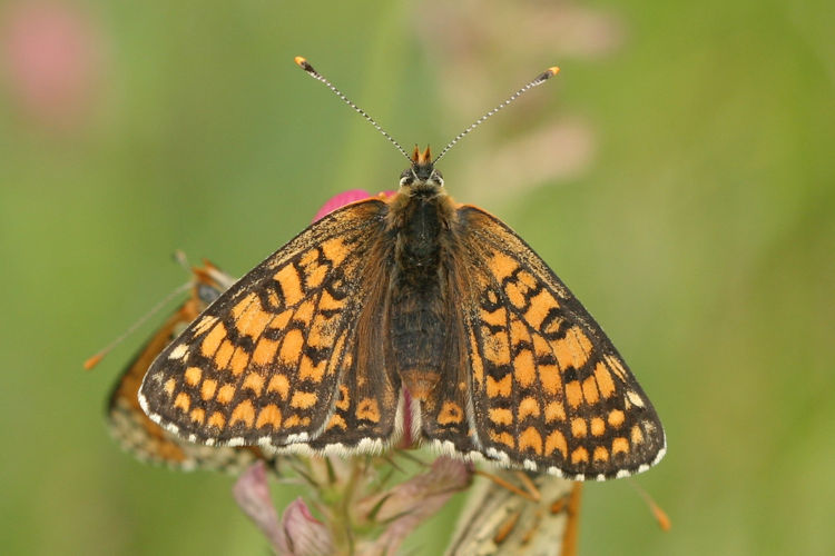 Melitaea cinxia: Bild 16