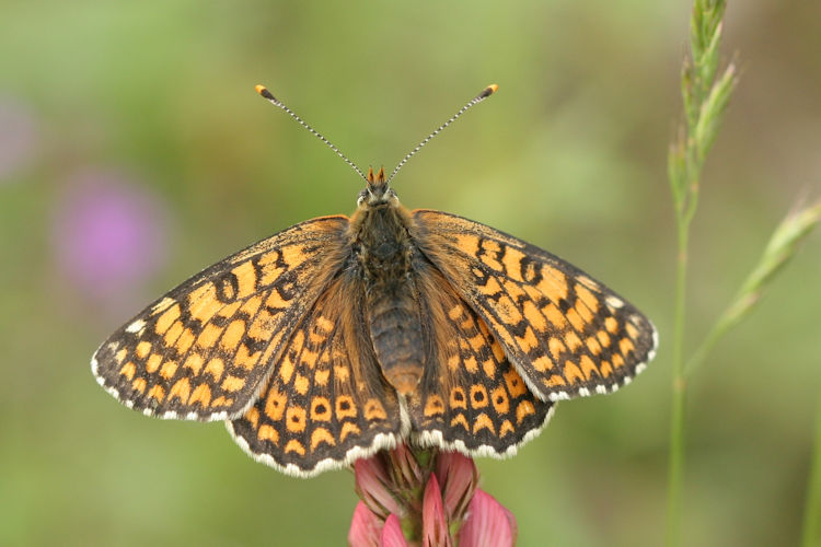 Melitaea cinxia: Bild 18