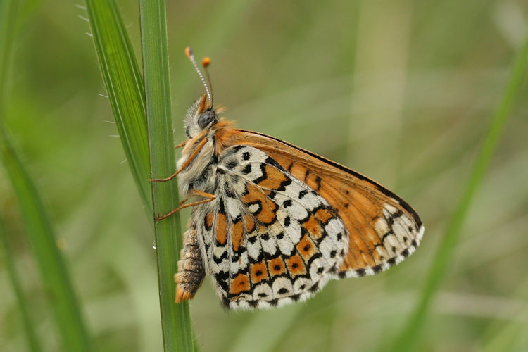 Melitaea cinxia: Bild 33