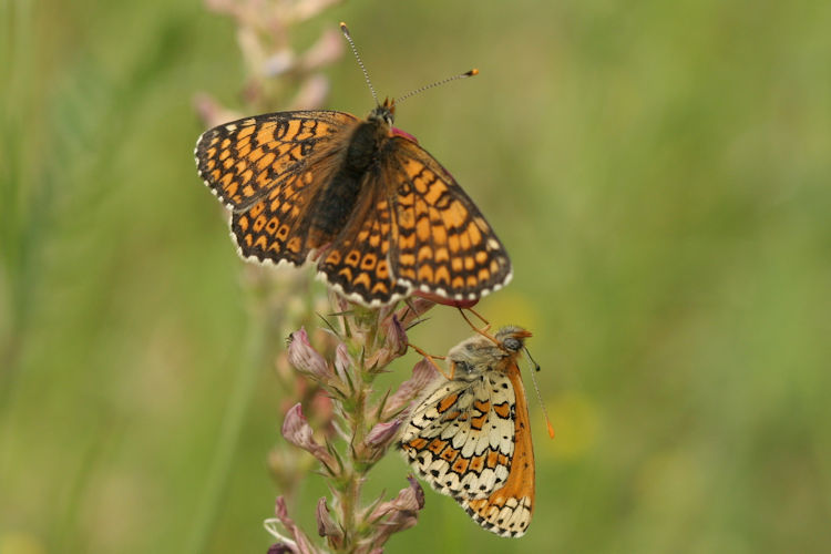 Melitaea cinxia: Bild 34