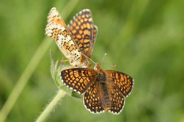 Melitaea cinxia: Bild 35