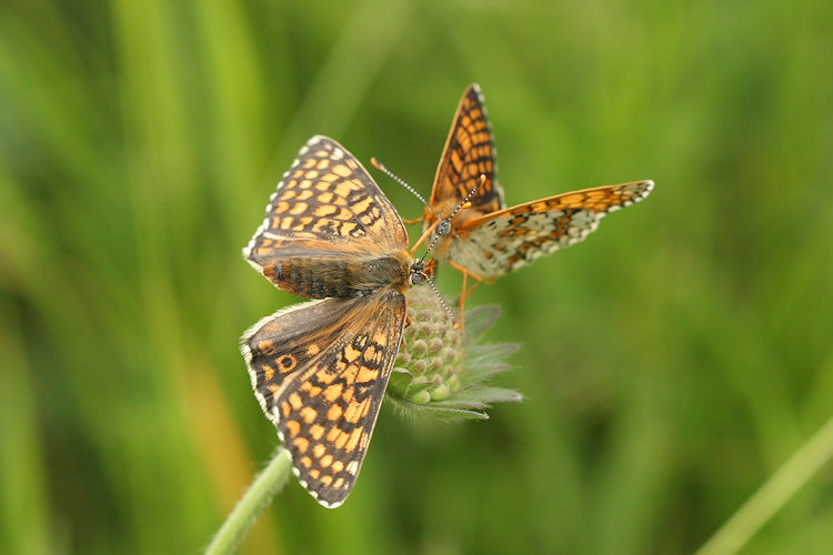 Melitaea cinxia: Bild 36