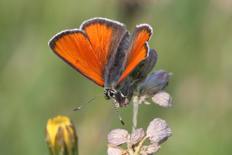 Lycaena hippothoe eurydame: Bild 8