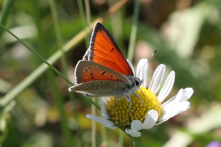 Lycaena hippothoe euridice: Bild 12