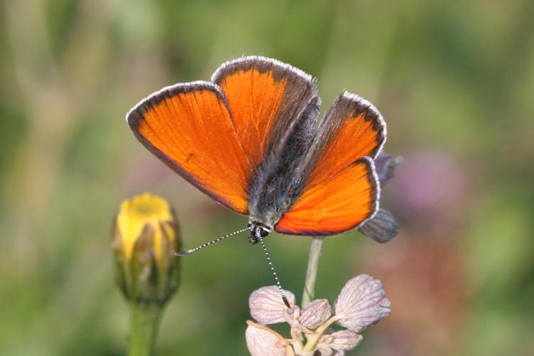 Lycaena hippothoe eurydame: Bild 9