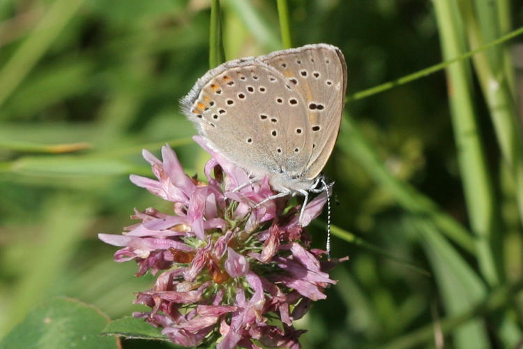 Lycaena hippothoe eurydame: Bild 24