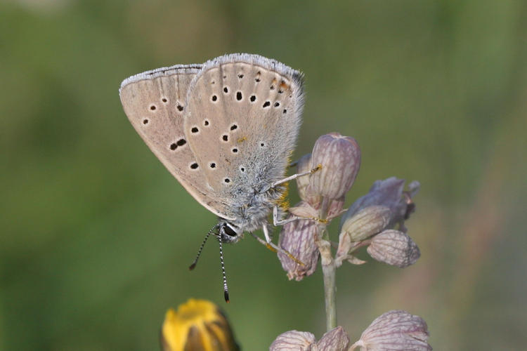 Lycaena hippothoe eurydame: Bild 25