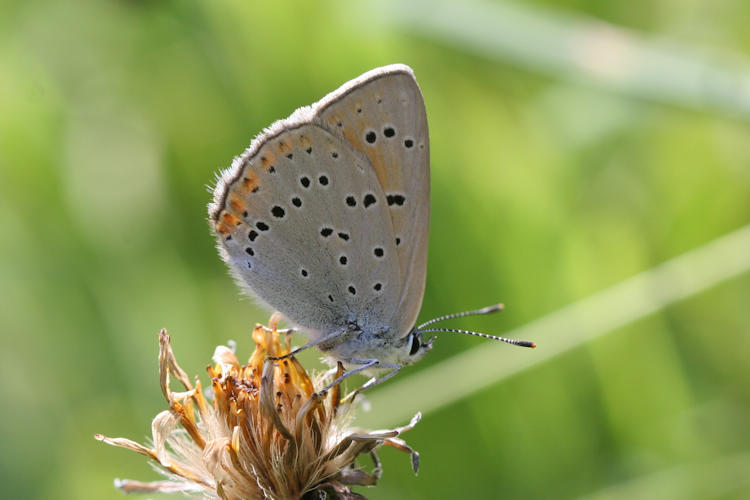 Lycaena hippothoe eurydame: Bild 26