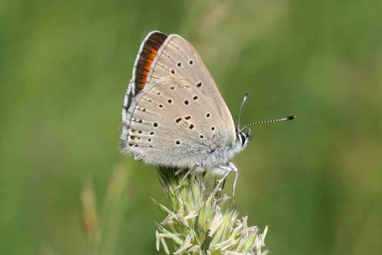 Lycaena hippothoe eurydame: Bild 19