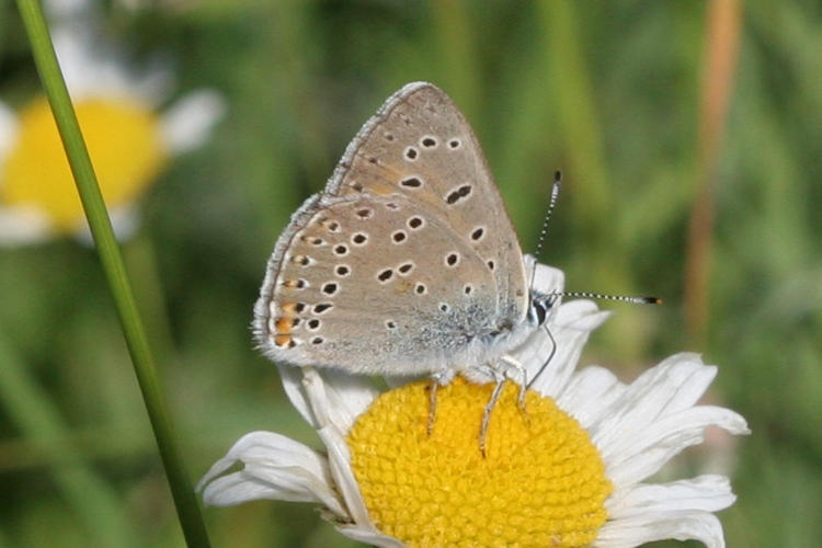 Lycaena hippothoe eurydame: Bild 27