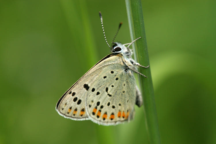 Lycaena tityrus: Bild 22