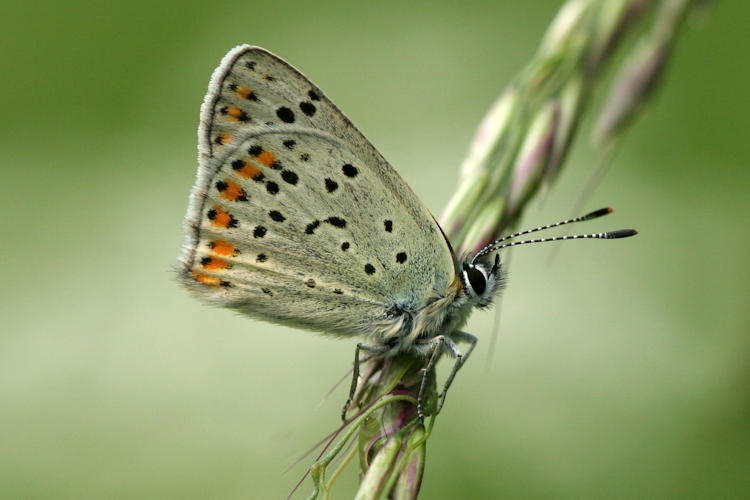 Lycaena tityrus: Bild 23