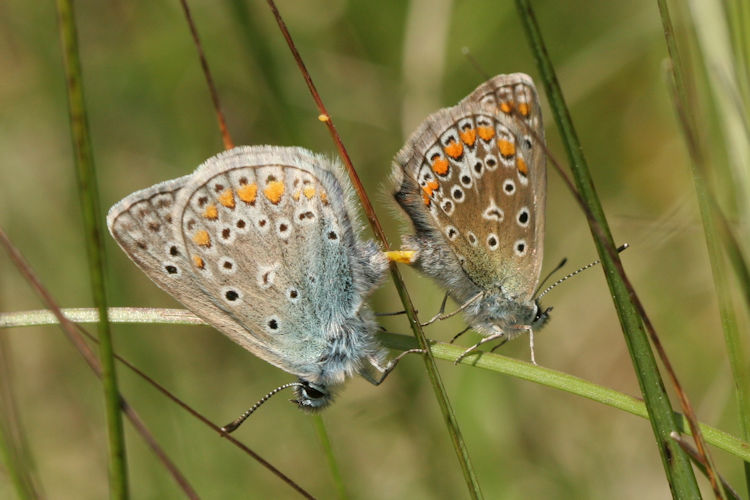 Lysandra bellargus: Bild 55