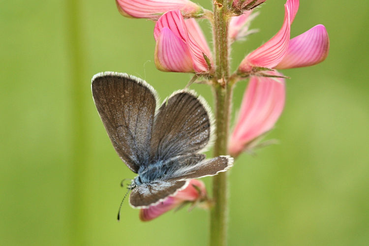 Glaucopsyche alexis cyllarus: Bild 3