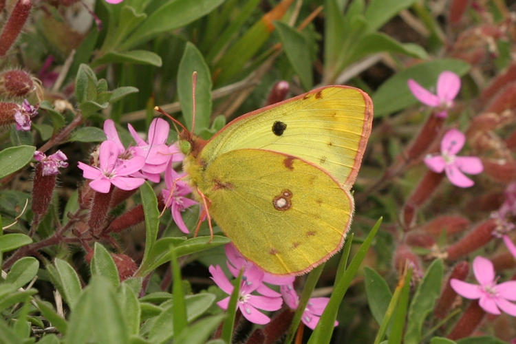 Colias alfacariensis: Bild 3