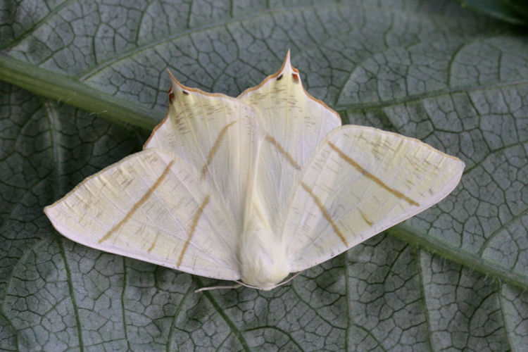 Ourapteryx sambucaria: Bild 3