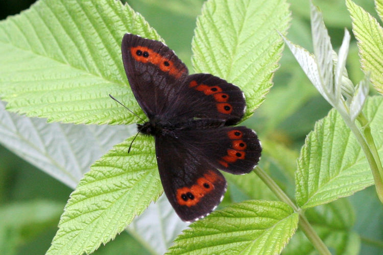 Erebia ligea carthusianorum: Bild 3