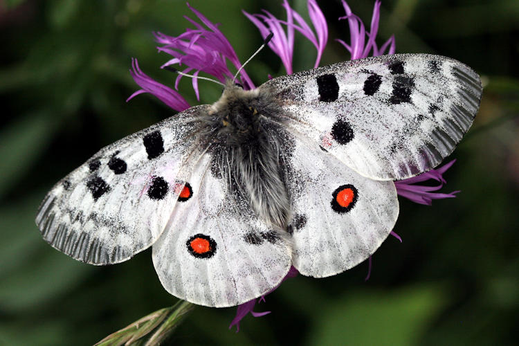 Parnassius apollo: Bild 13