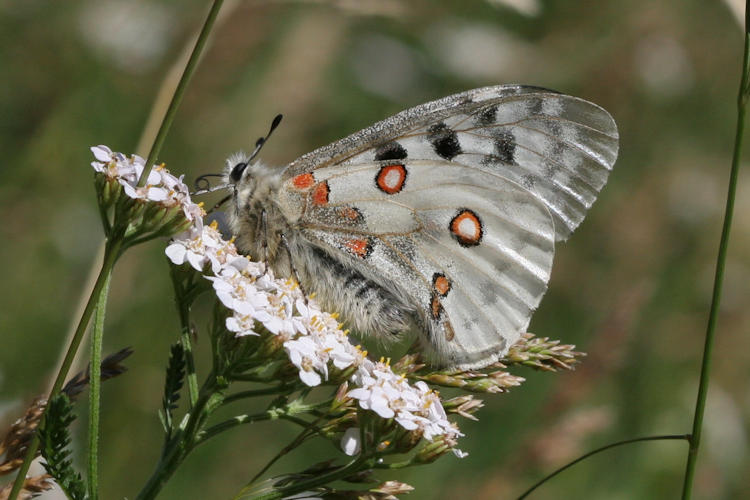 Parnassius apollo: Bild 26