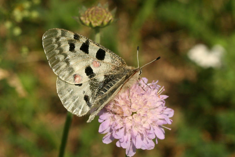 Parnassius apollo: Bild 20