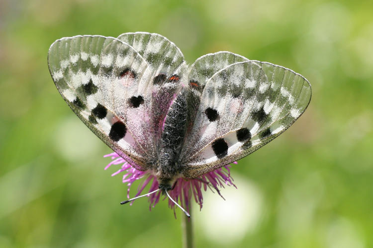 Parnassius apollo: Bild 21