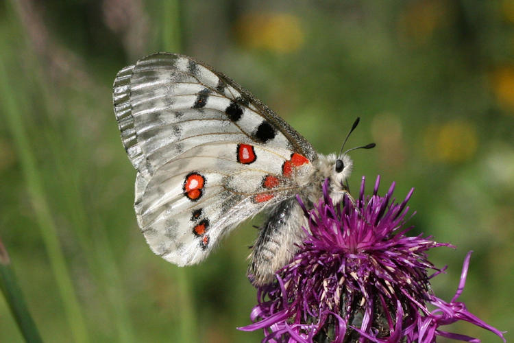 Parnassius apollo: Bild 27