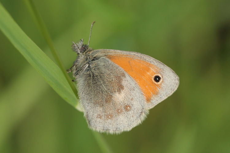 Coenonympha pamphilus: Bild 6