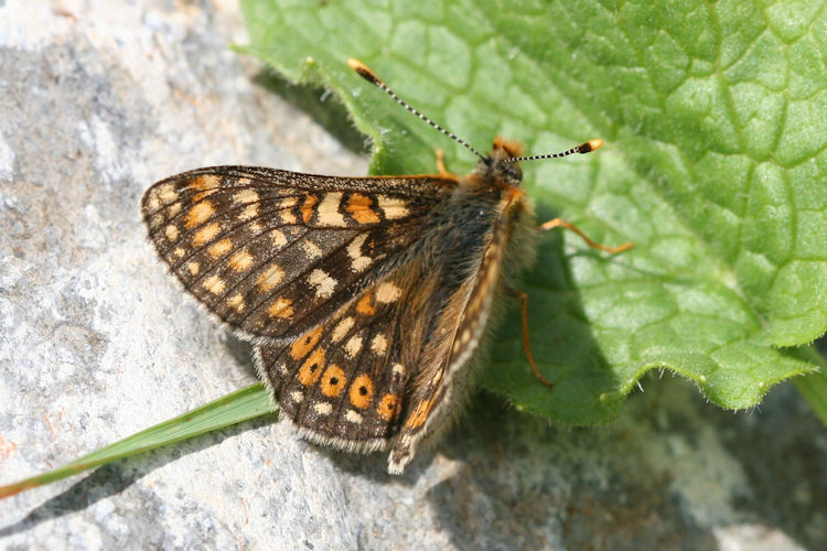 Euphydryas aurinia glaciegenita: Bild 6