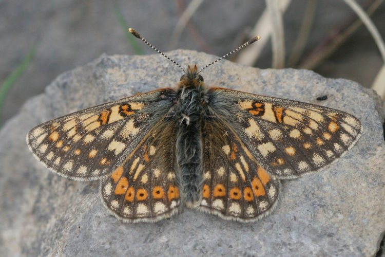 Euphydryas aurinia glaciegenita: Bild 7