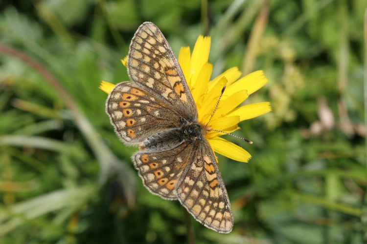 Euphydryas aurinia glaciegenita: Bild 22