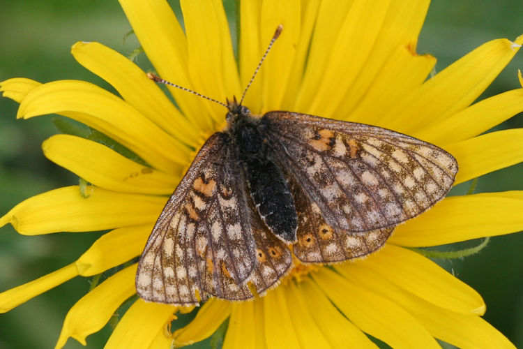 Euphydryas aurinia glaciegenita: Bild 23