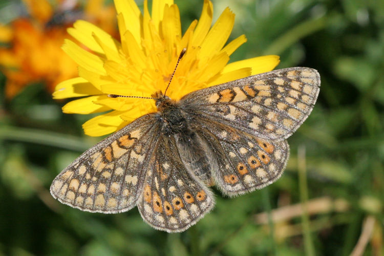 Euphydryas aurinia glaciegenita: Bild 24