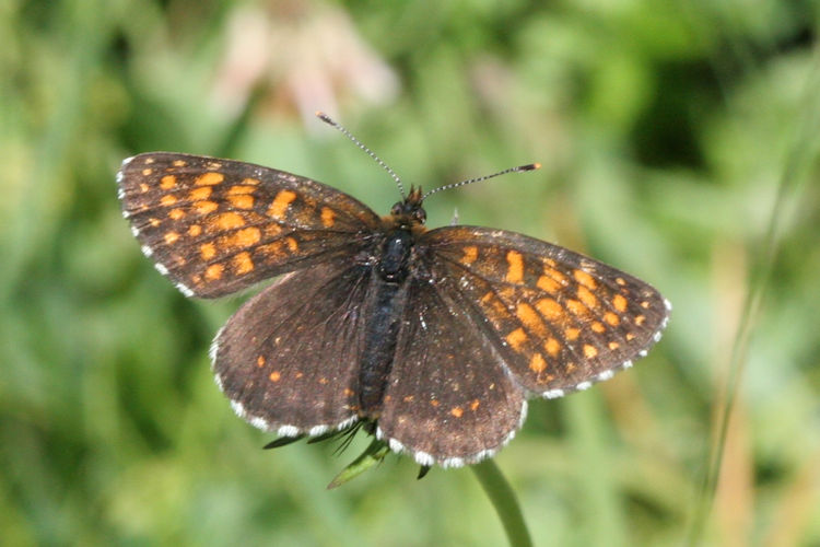 Melitaea diamina: Bild 2