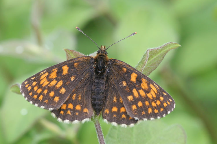 Melitaea diamina: Bild 14