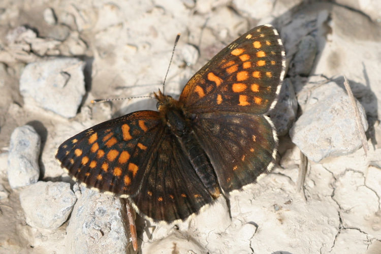 Melitaea diamina: Bild 5