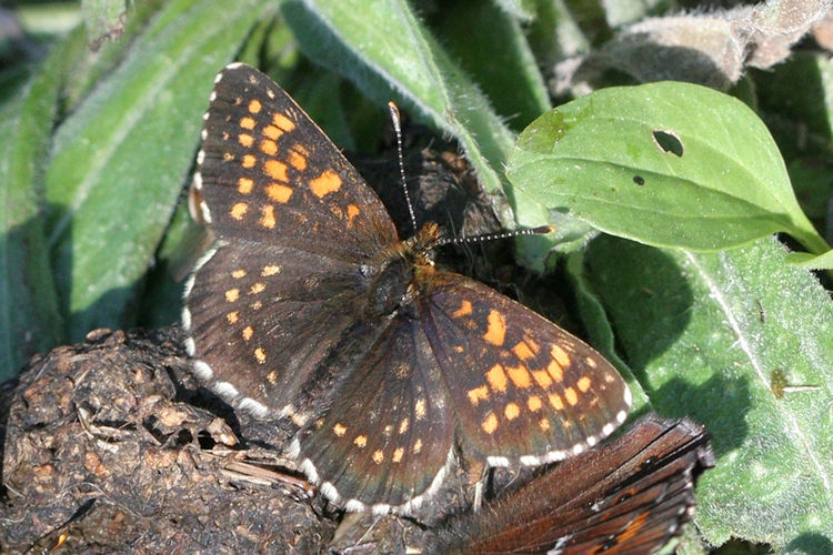 Melitaea diamina: Bild 6