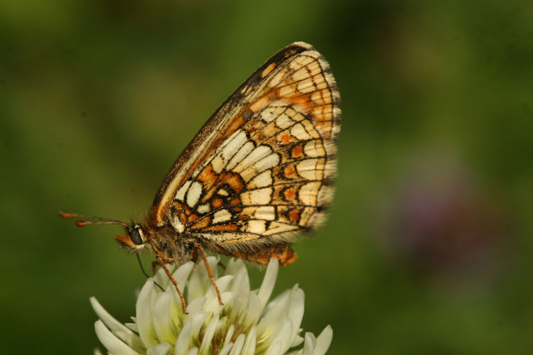 Melitaea aurelia: Bild 18