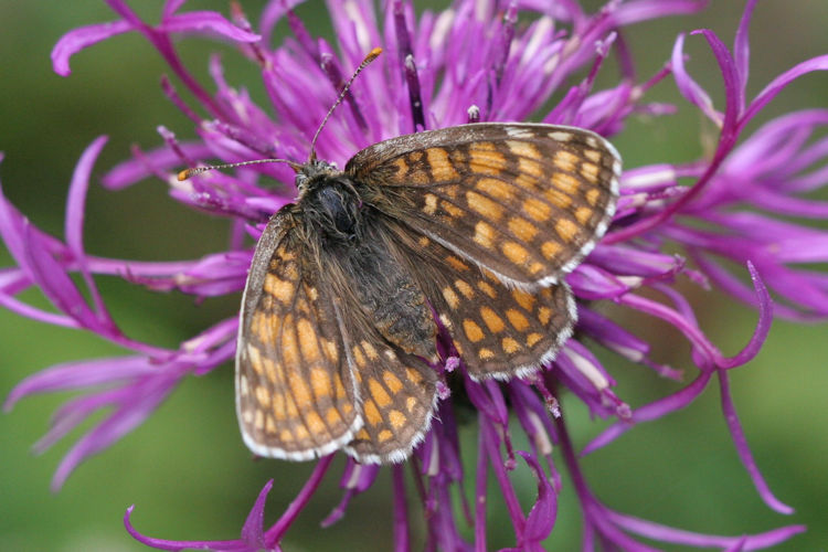 Melitaea aurelia: Bild 12