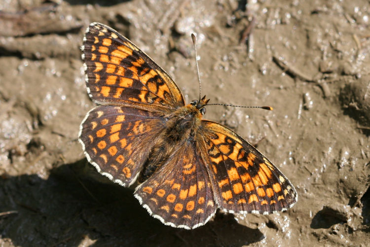 Melitaea phoebe: Bild 5