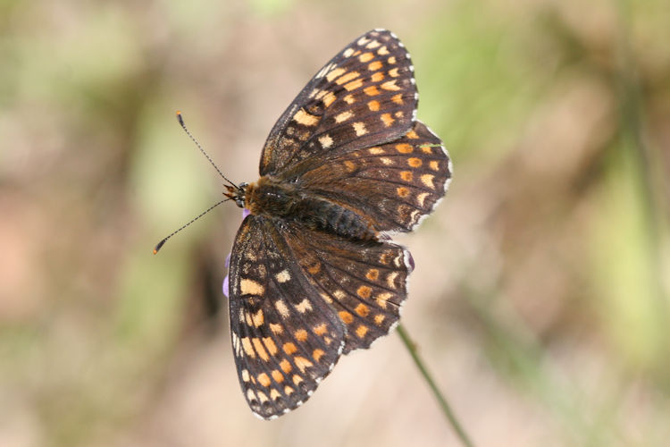 Melitaea phoebe: Bild 13