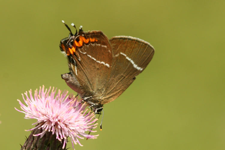 Satyrium w-album: Bild 3