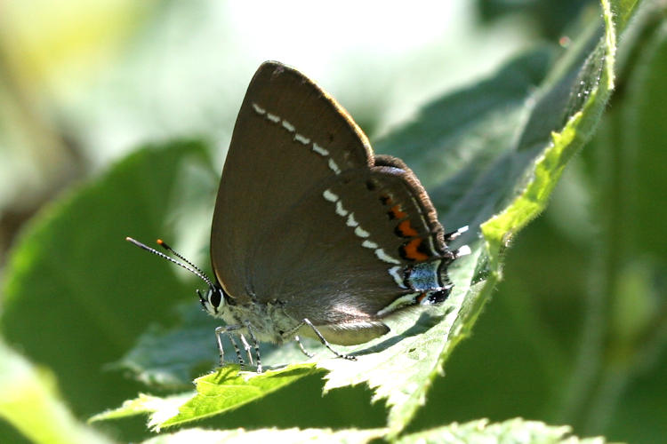 Satyrium spini: Bild 22